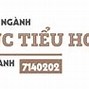 Ngành Giáo Dục Tiểu Học Trong Tiếng Anh Là Gì